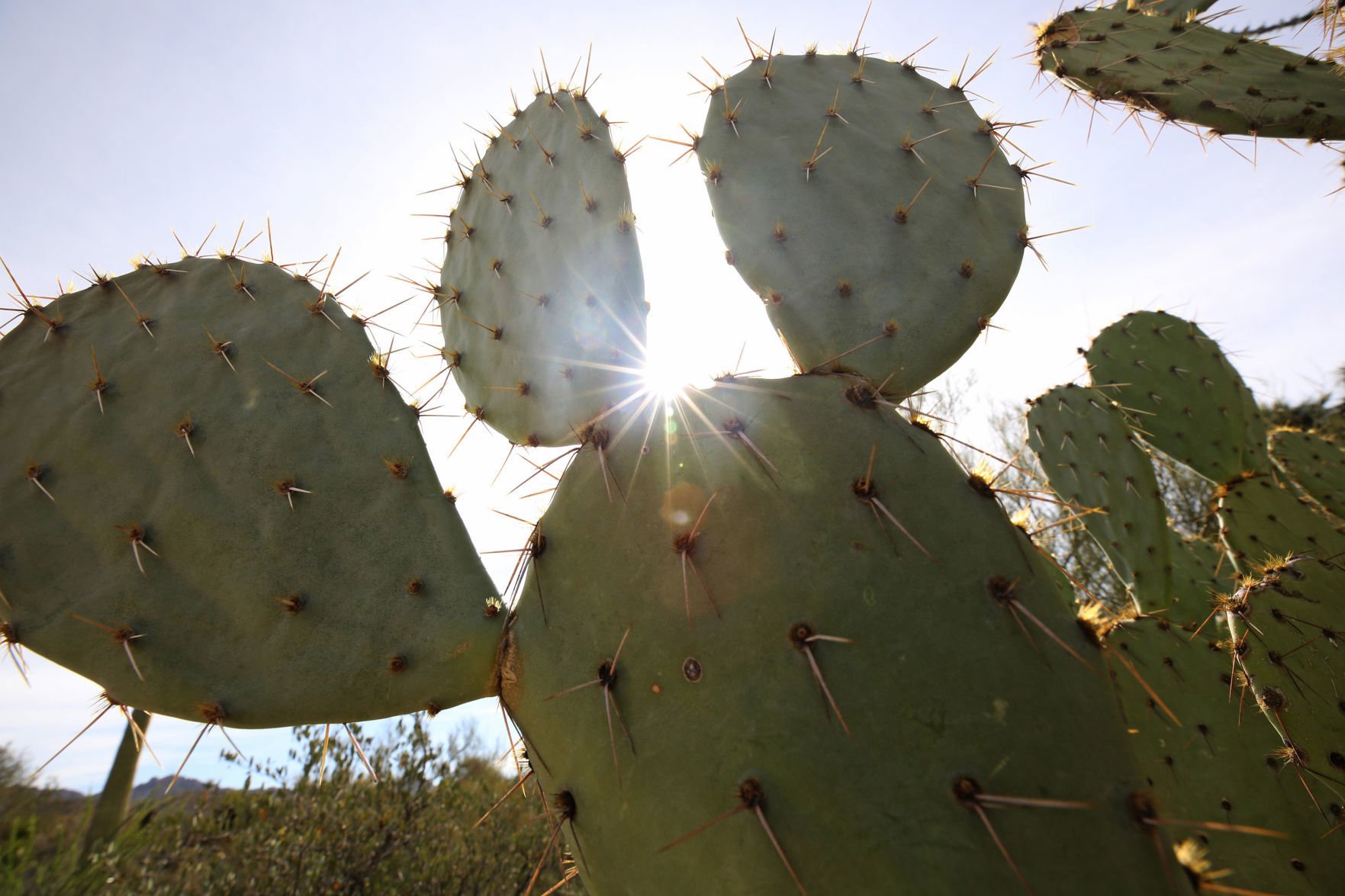 Desert Herbs